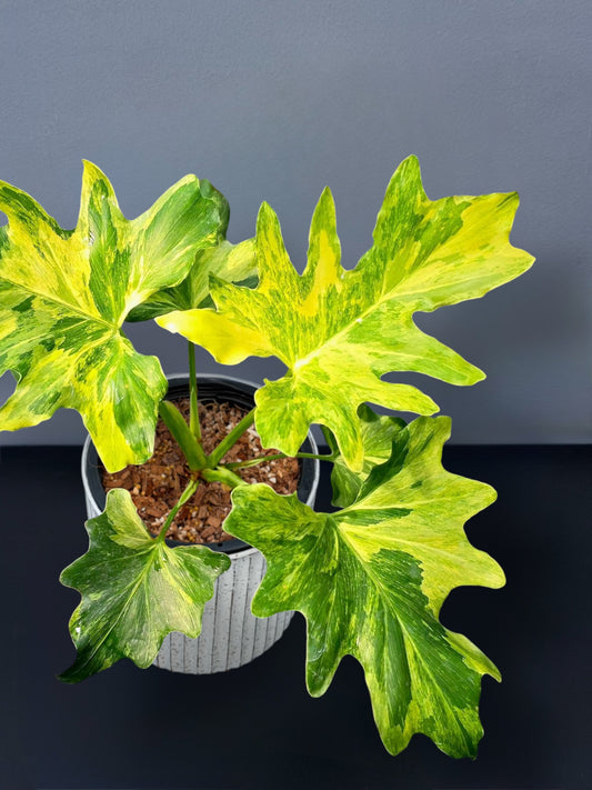 Philodendron Selloum Variegated
