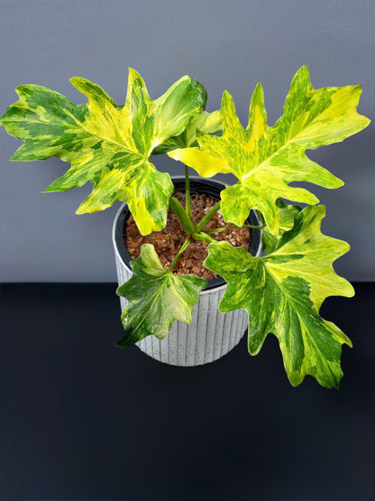 Philodendron Selloum Variegated
