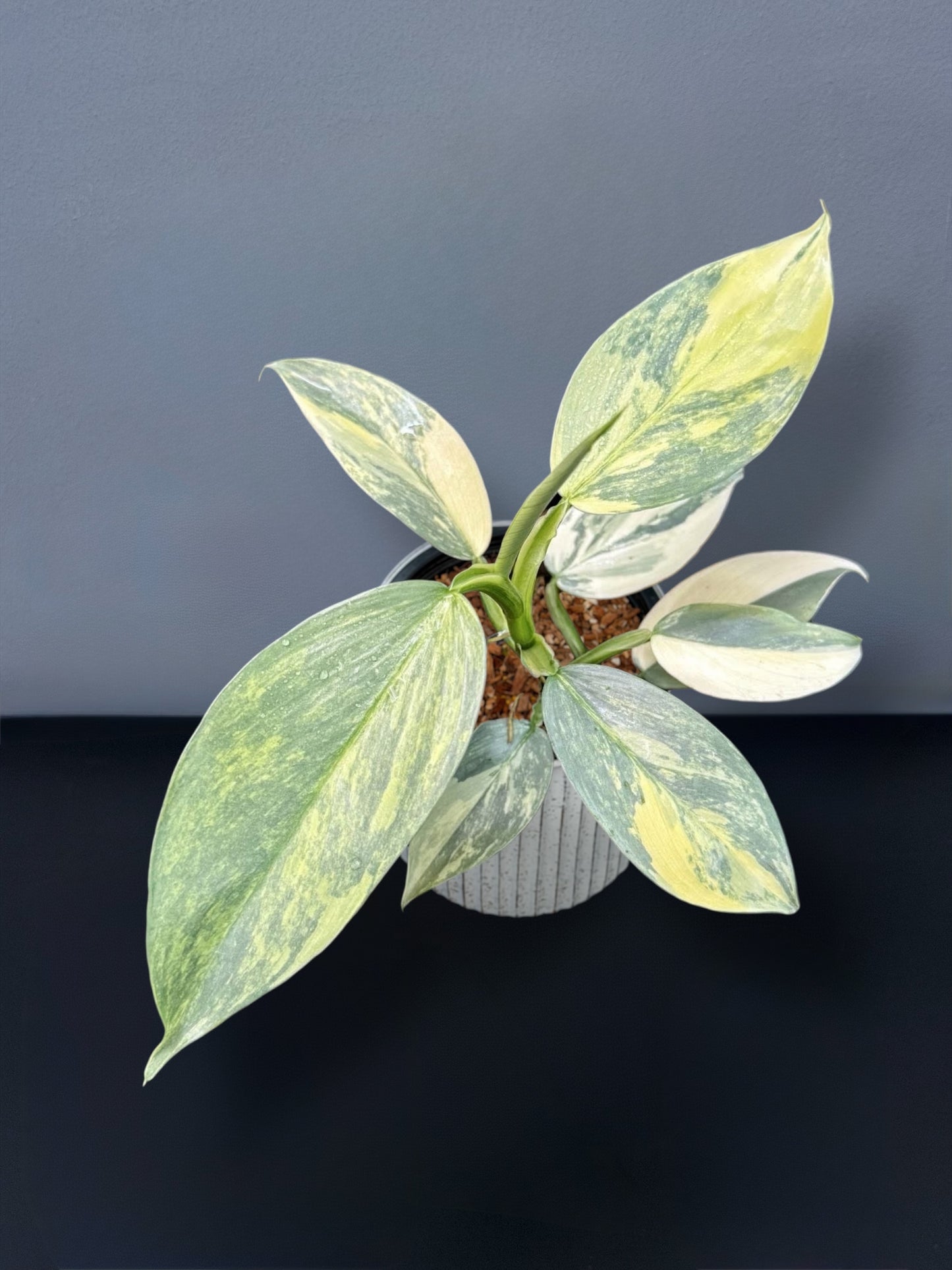 Philodendron Silver Sword Variegated