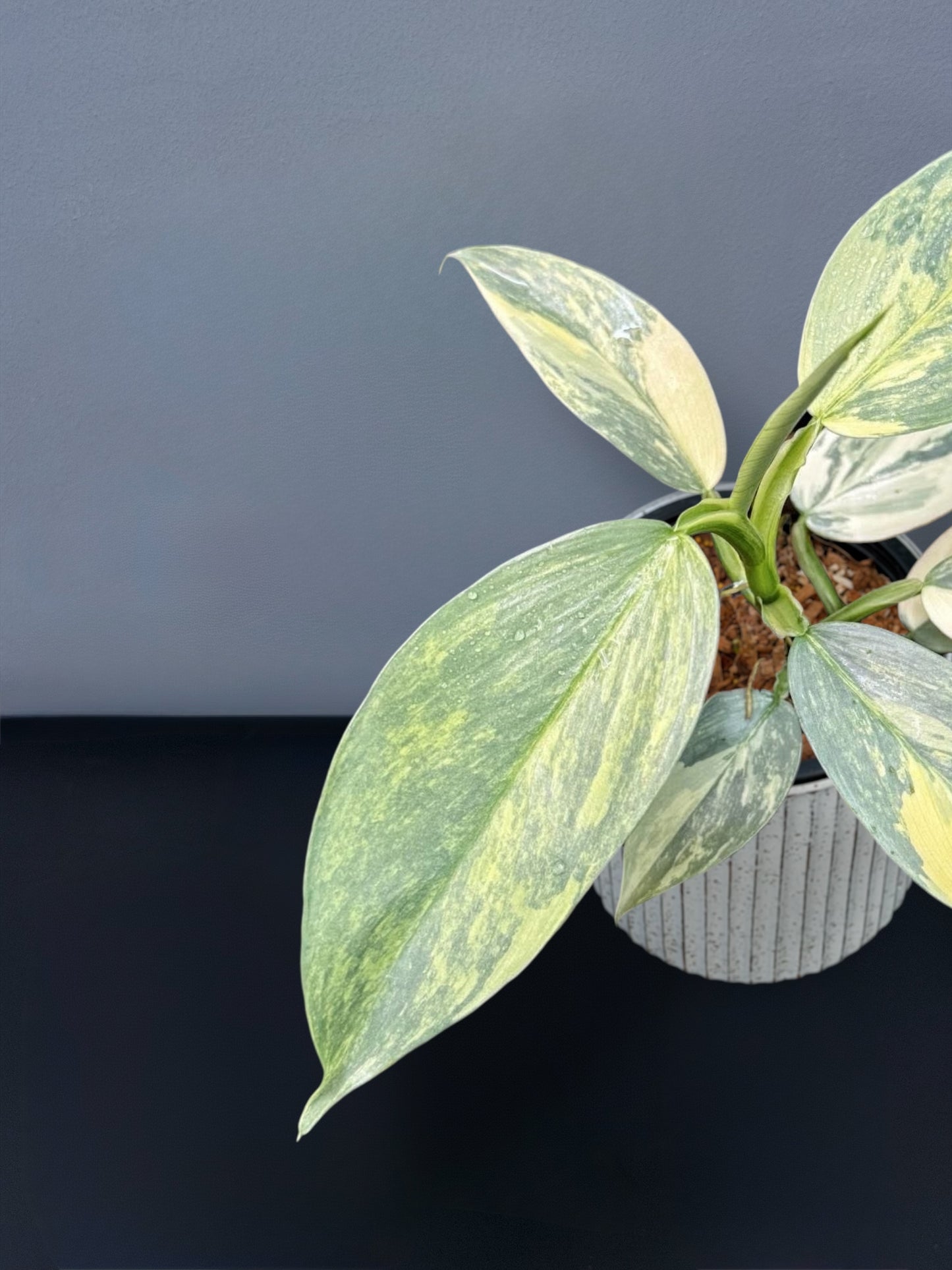 Philodendron Silver Sword Variegated