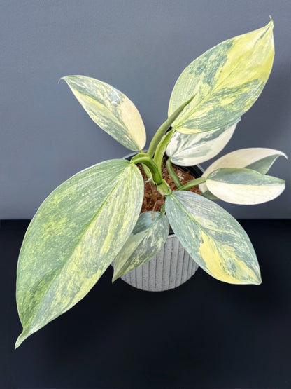 Philodendron Silver Sword Variegated