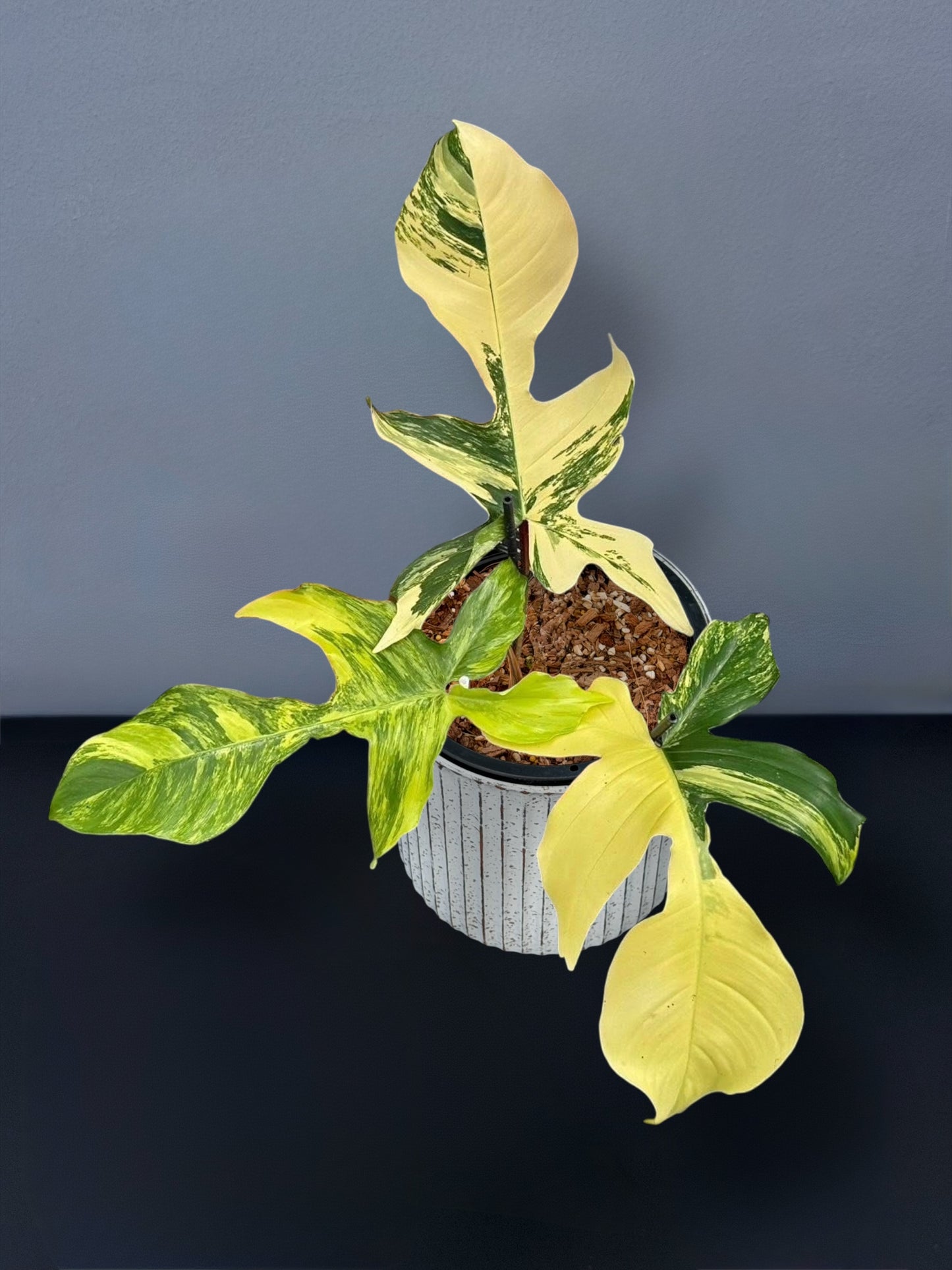 Philodendron Squamiferum Variegated