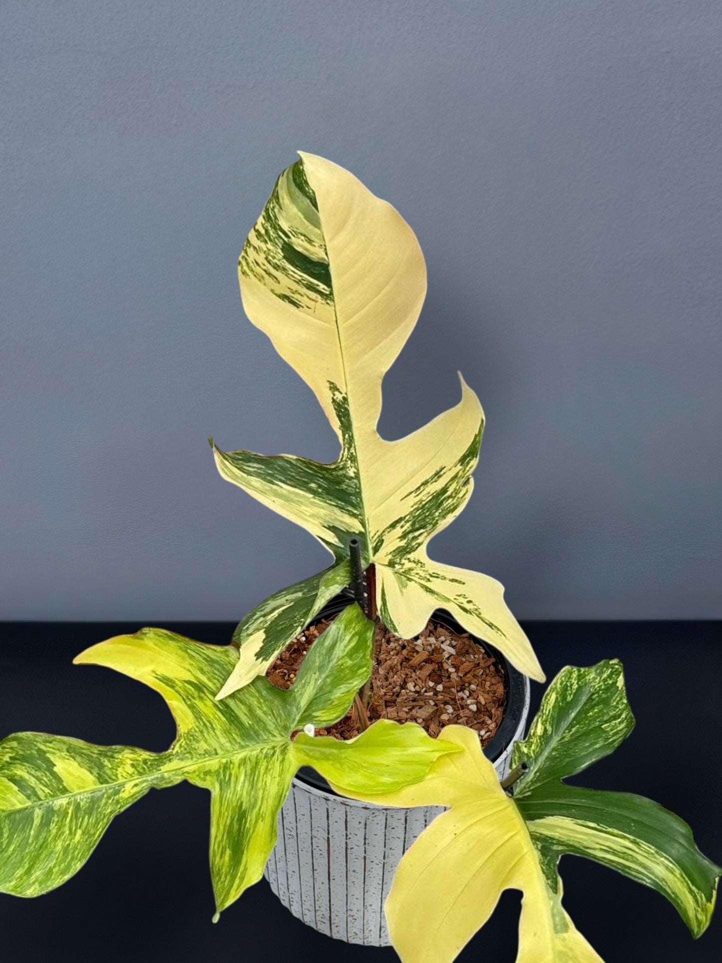 Philodendron Squamiferum Variegated