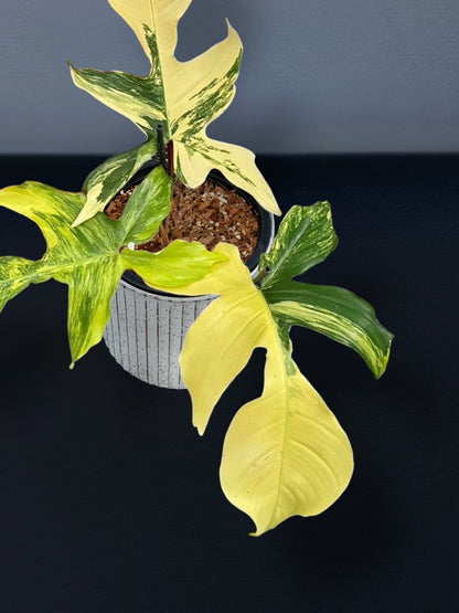 Philodendron Squamiferum Variegated