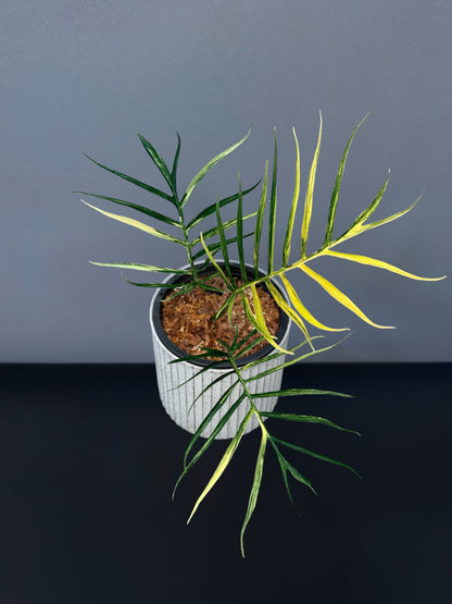 Philodendron Tortum Variegated