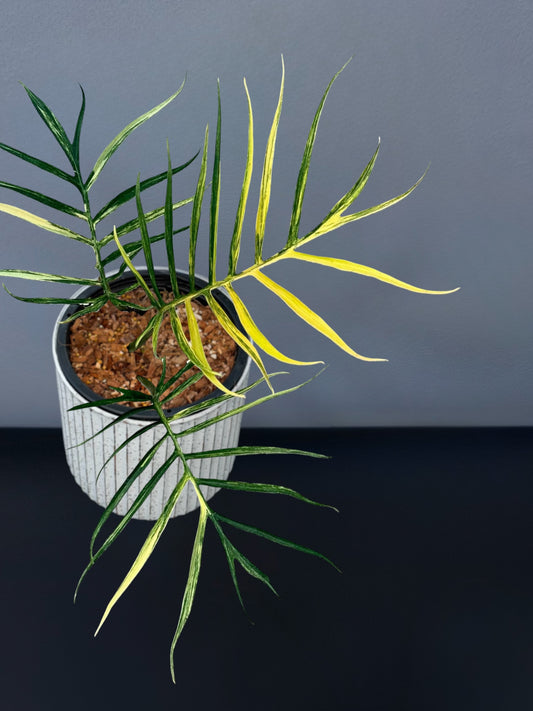 Philodendron Tortum Variegated