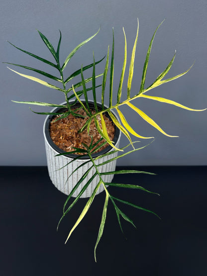 Philodendron Tortum Variegated