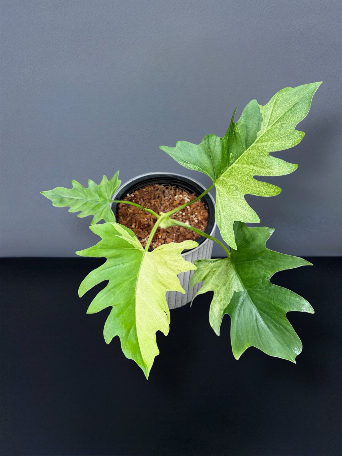 Philodendron Warscewiczii Variegated