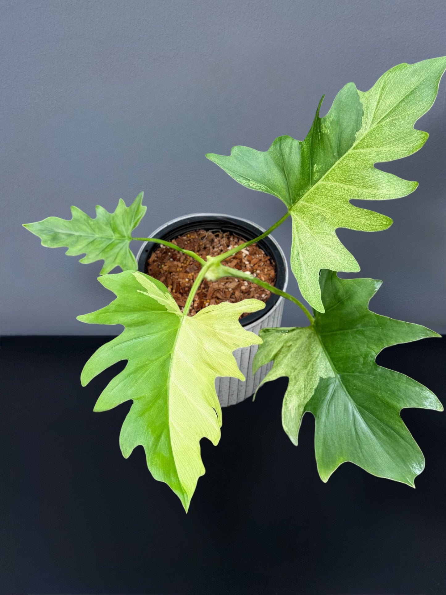Philodendron Warscewiczii Variegated