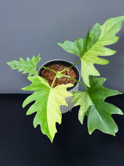 Philodendron Warscewiczii Variegated