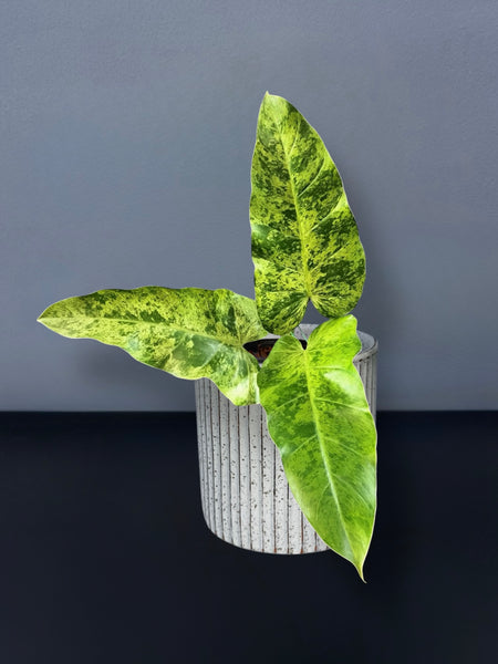 Philodendron Whipple Way Mint Variegated – Siamplantes