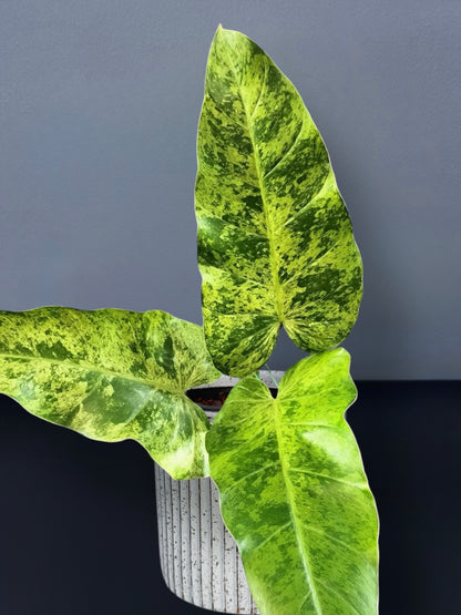 Philodendron Whipple Way Mint Variegated