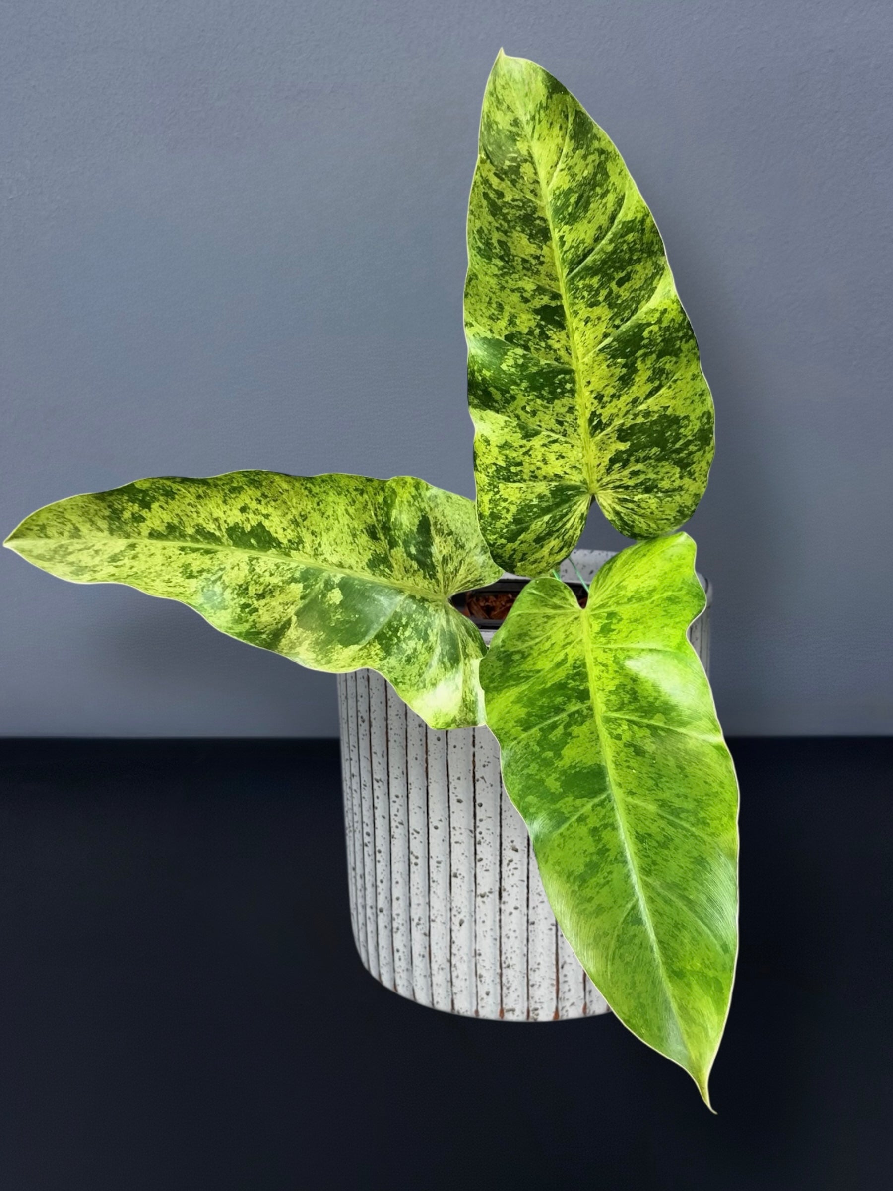 Philodendron Whipple Way Mint Variegated – Siamplantes