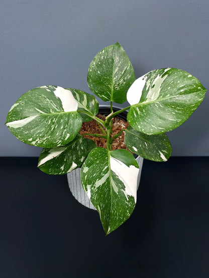 Philodendron White Wizard Marble Variegated