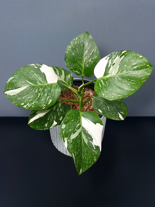 Philodendron White Wizard Marble Variegated