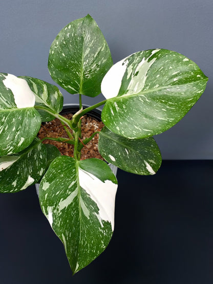 Philodendron White Wizard Marble Variegated