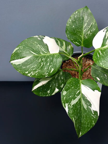 Philodendron White Wizard Marble Variegated