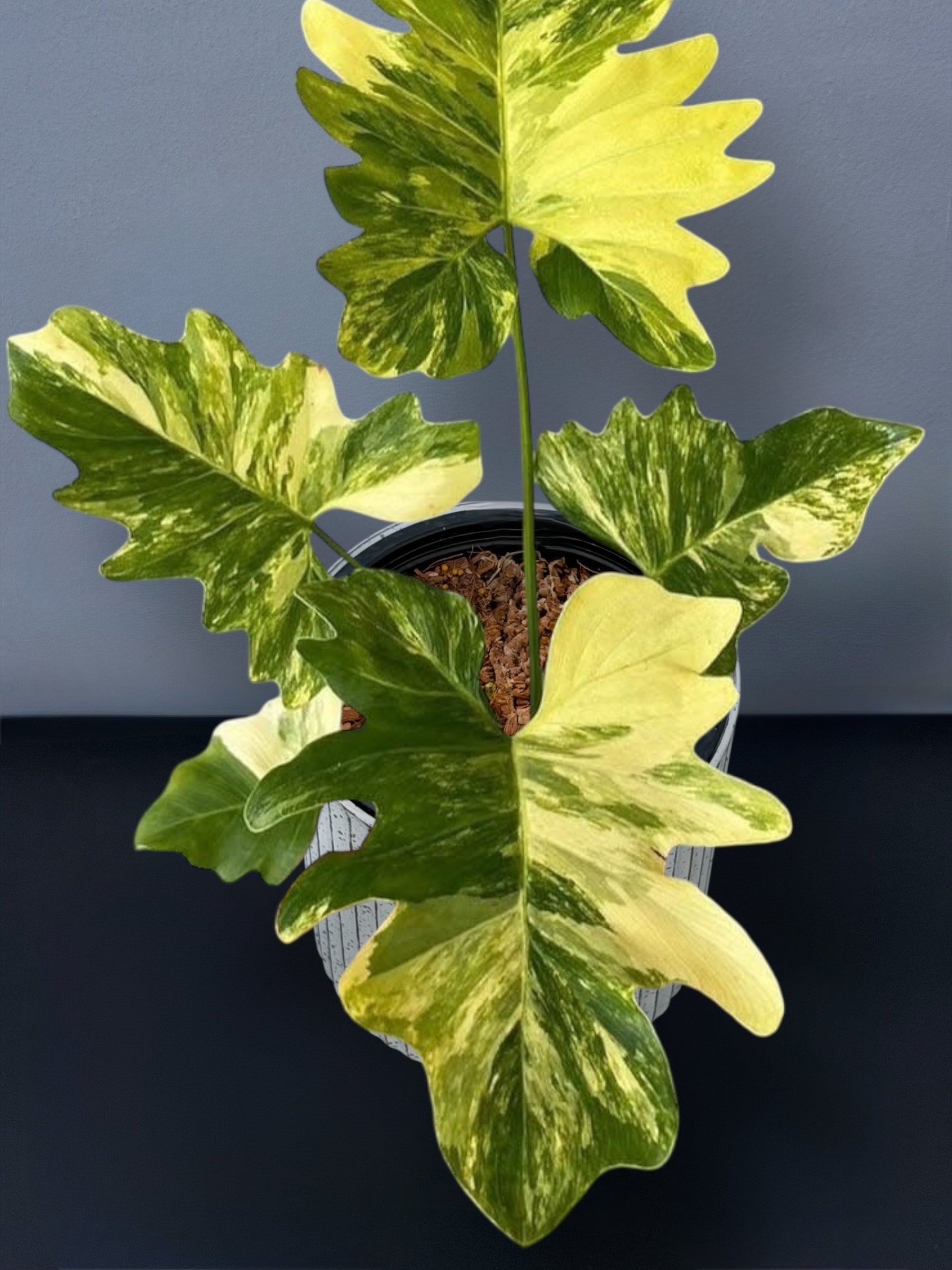 Philodendron williamsii Variegated ネコポス Philodendron Williamsii Variegated – Siamplantes