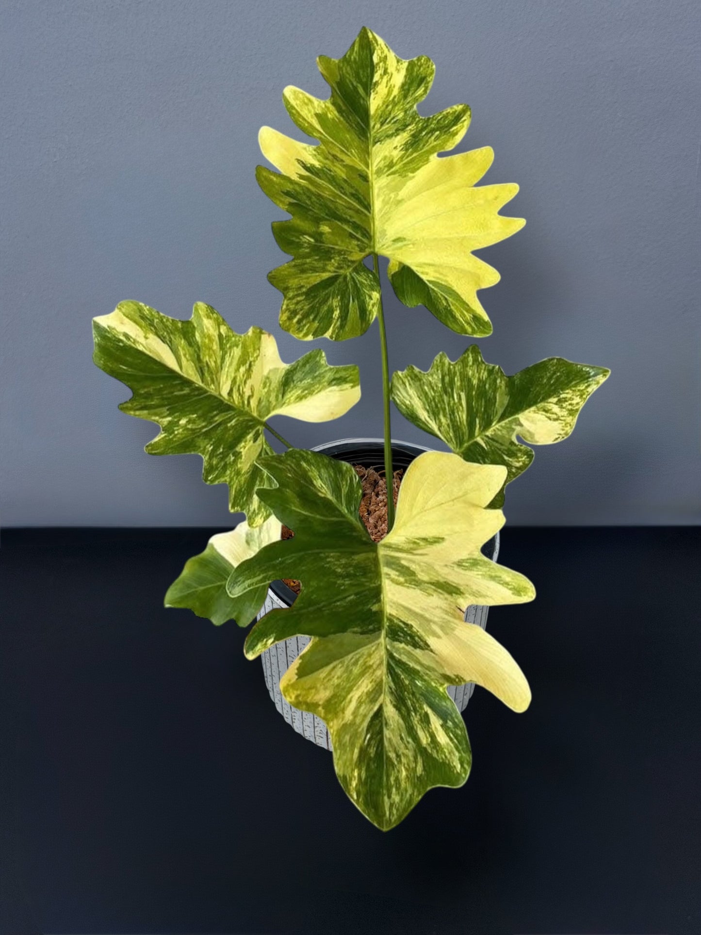 Philodendron Williamsii Variegated