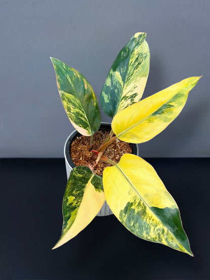 Philodendron Yellow Congo Variegated