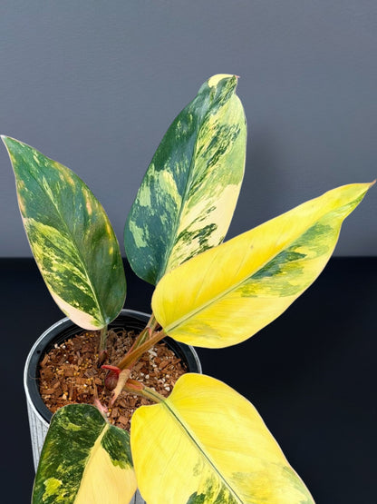 Philodendron Yellow Congo Variegated