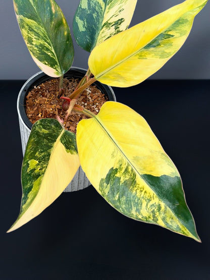 Philodendron Yellow Congo Variegated