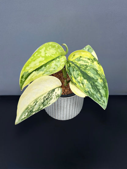 Scindapsus Apolaki Variegated