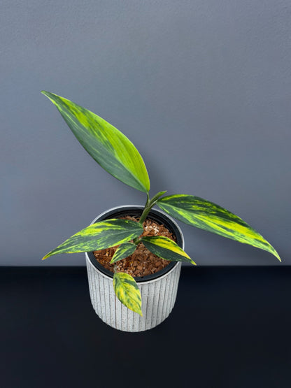 Scindapsus Coriaceus Variegated