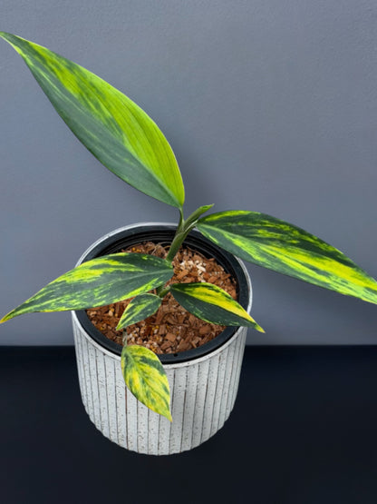 Scindapsus Coriaceus Variegated