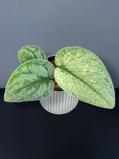 Scindapsus Exotica Mint Variegated