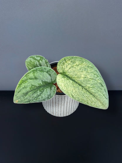 Scindapsus Exotica Mint Variegated