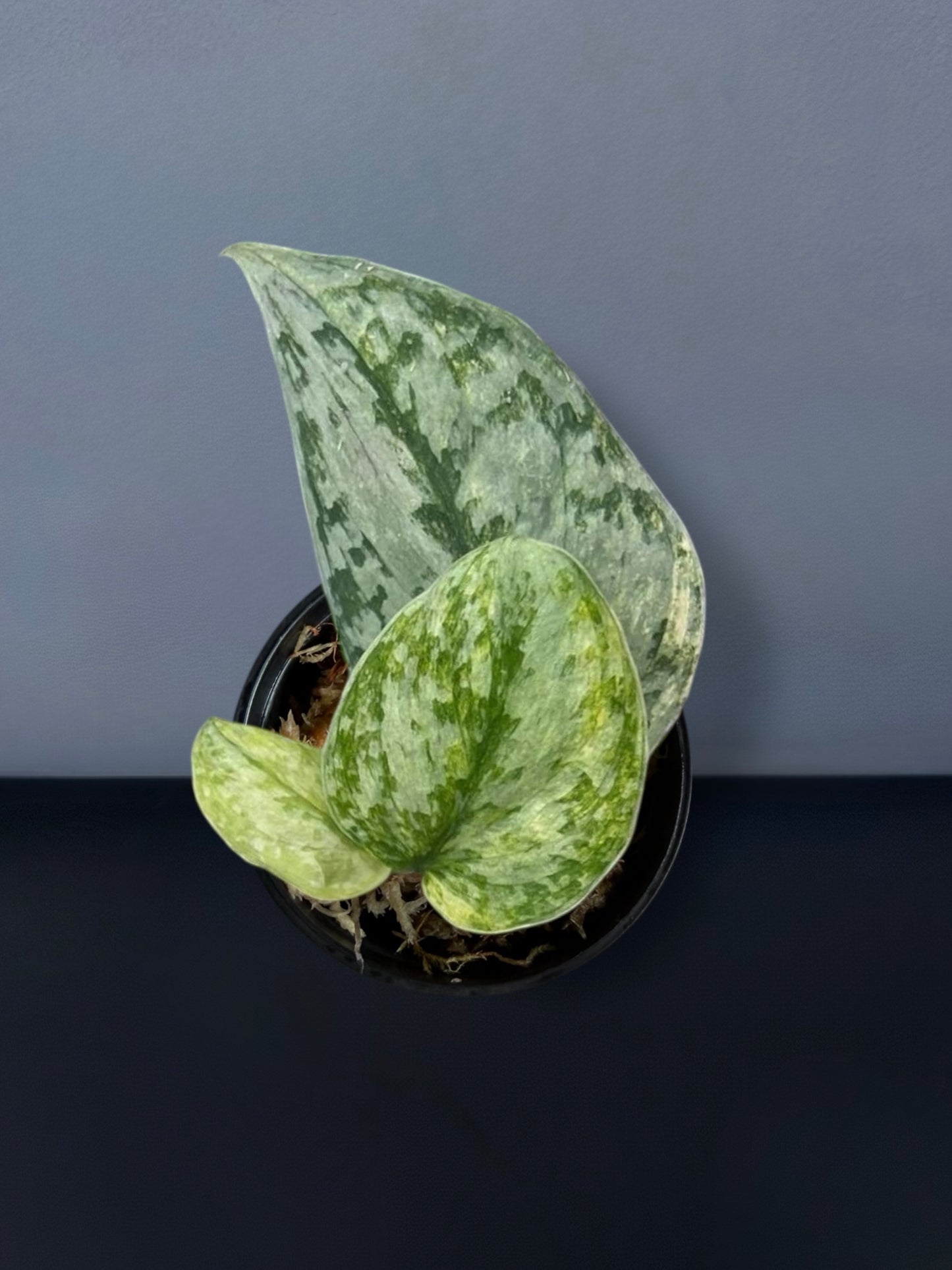 Scindapsus Geulis Variegated