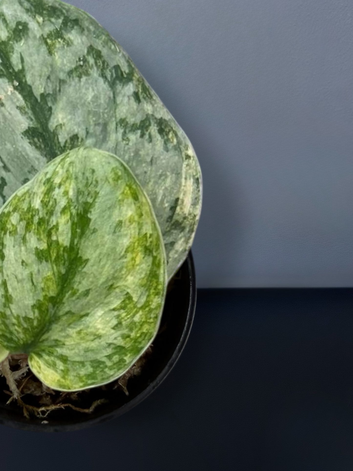 Scindapsus Geulis Variegated