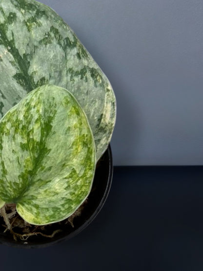 Scindapsus Geulis Variegated