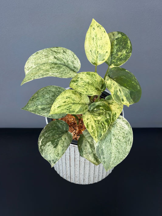 Scindapsus Jade Satin Marble Variegated