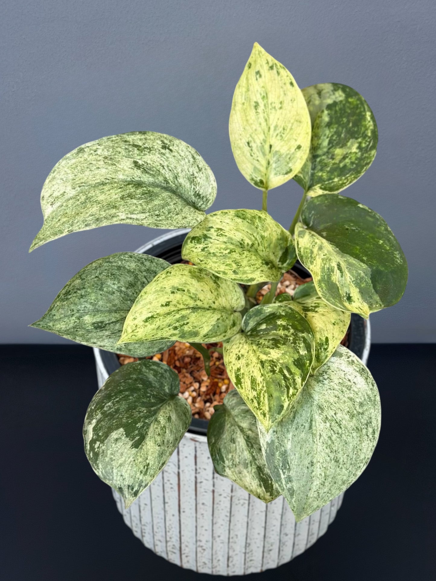 Scindapsus Jade Satin Marble Variegated