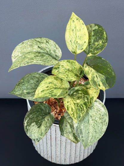 Scindapsus Jade Satin Marble Variegated