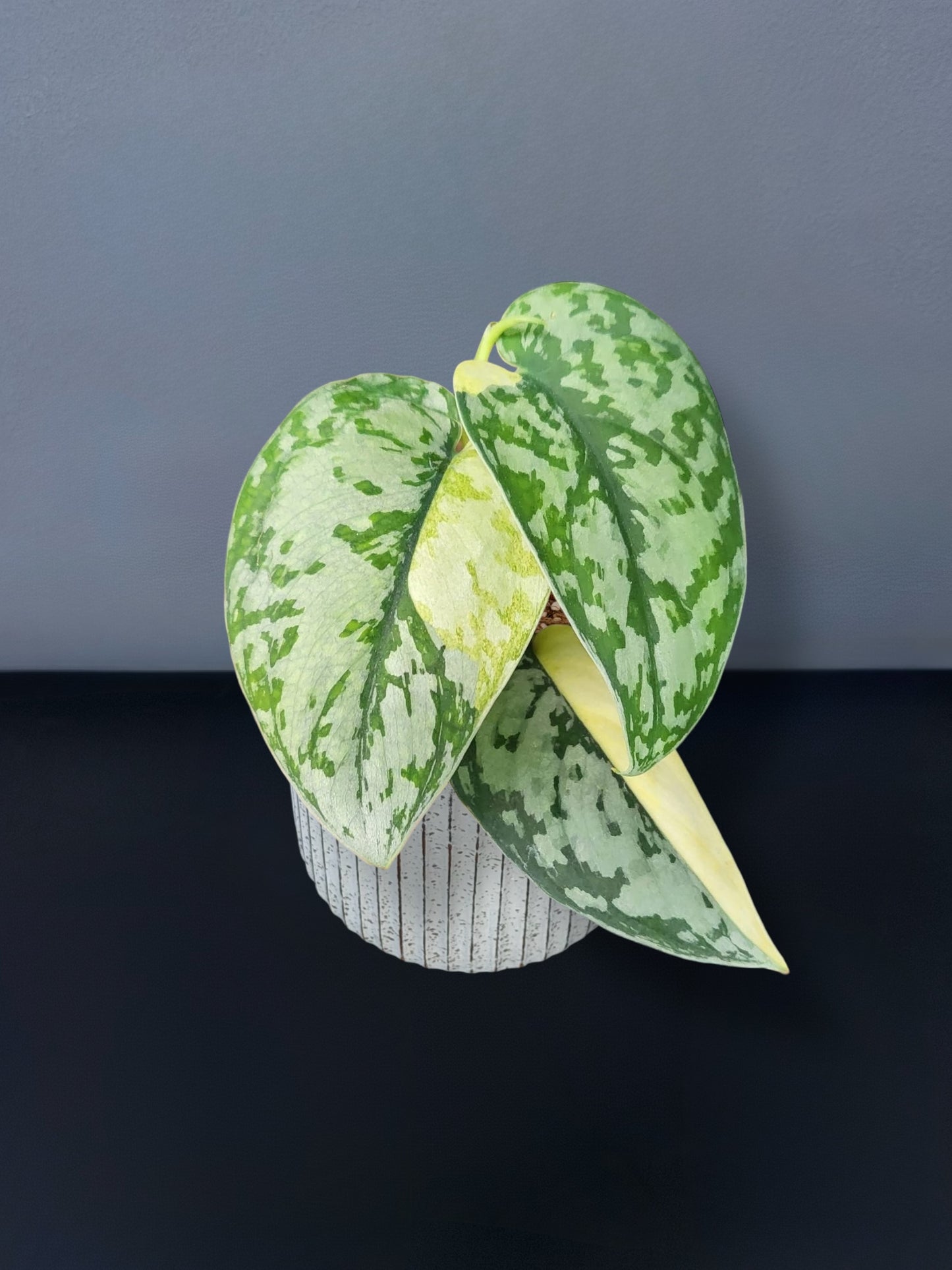 Scindapsus Maharlika Variegated