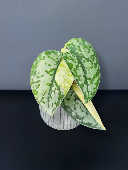 Scindapsus Maharlika Variegated