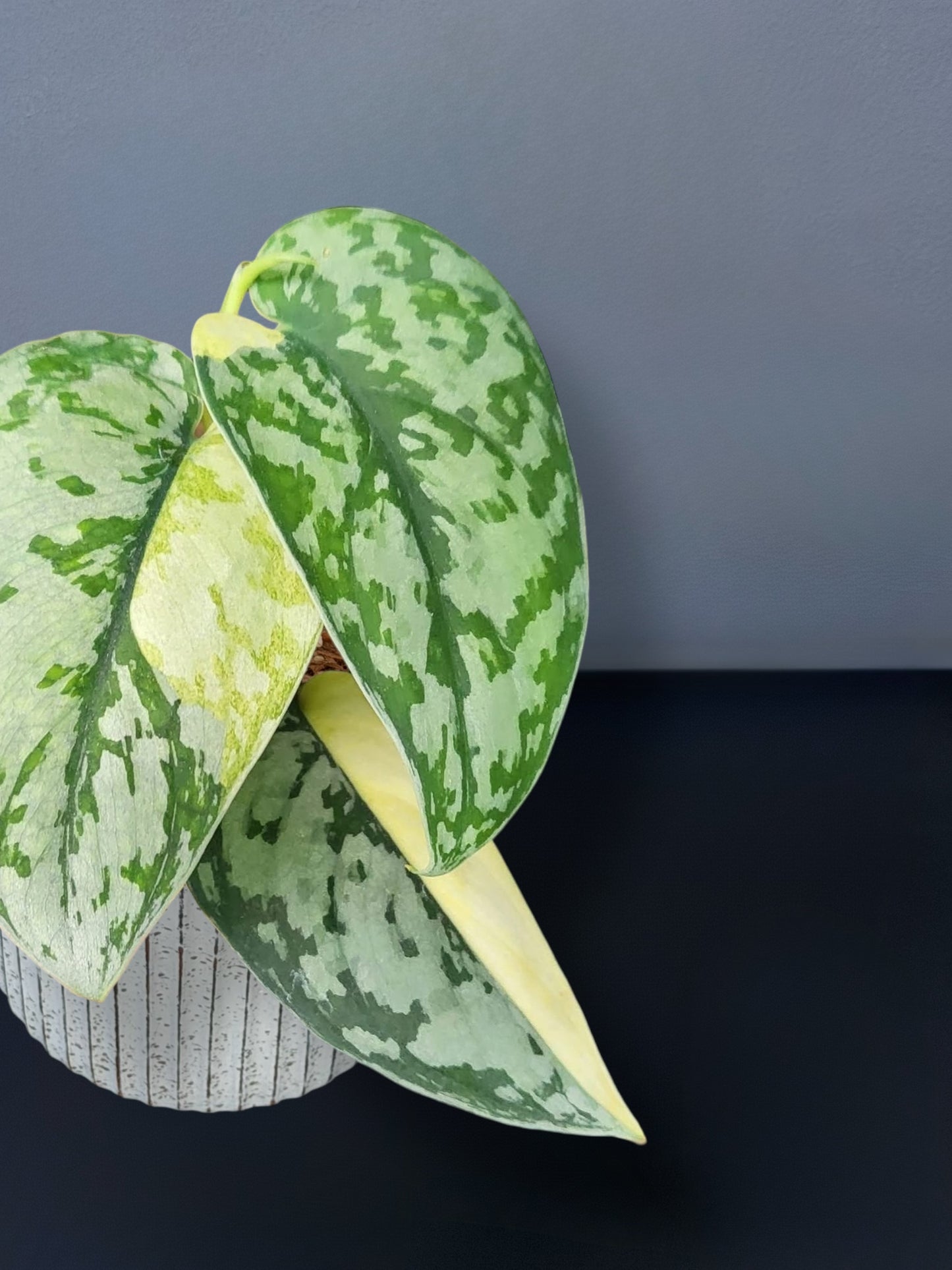 Scindapsus Maharlika Variegated