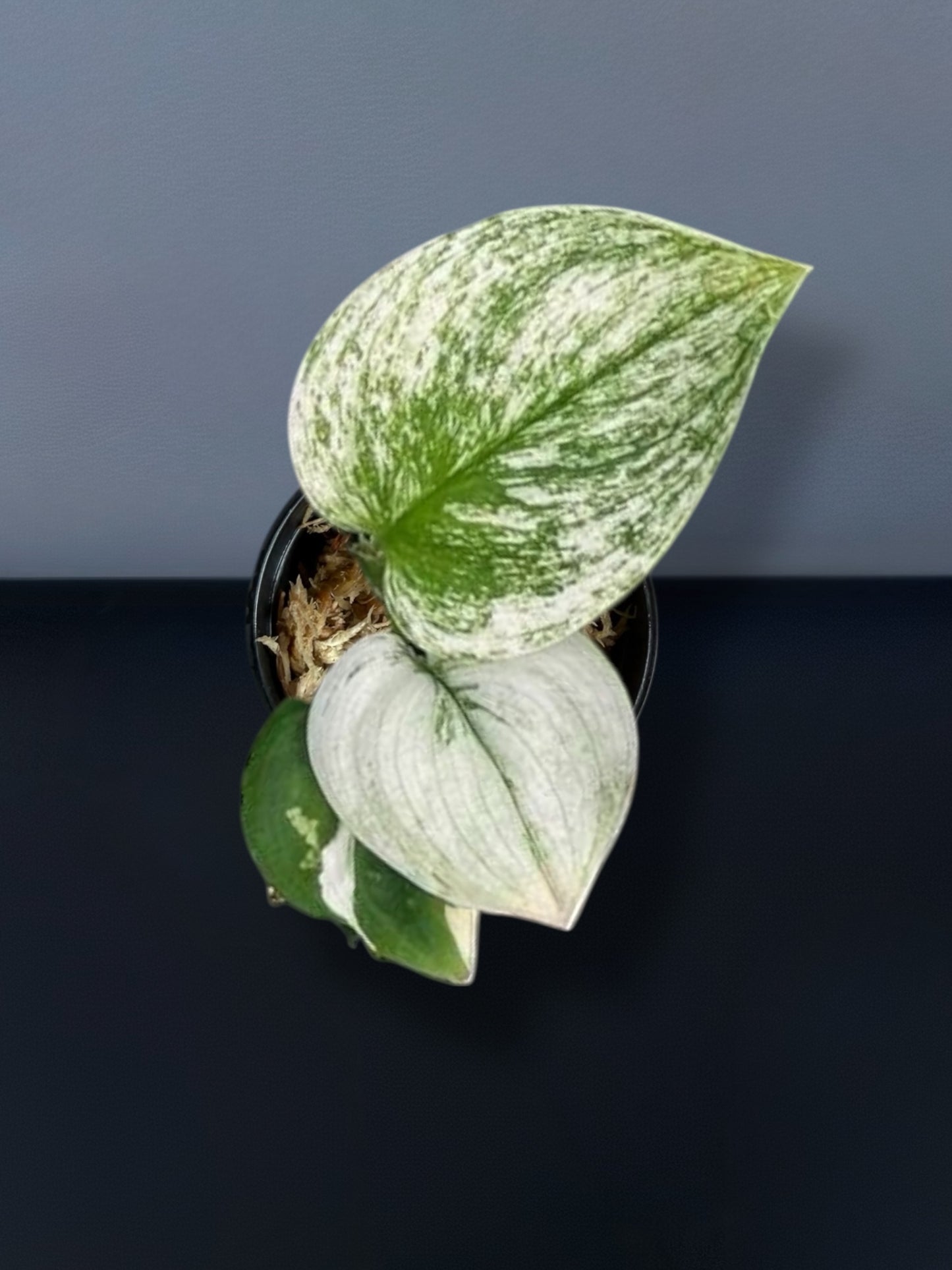 Scindapsus Moonlight Albo Variegated
