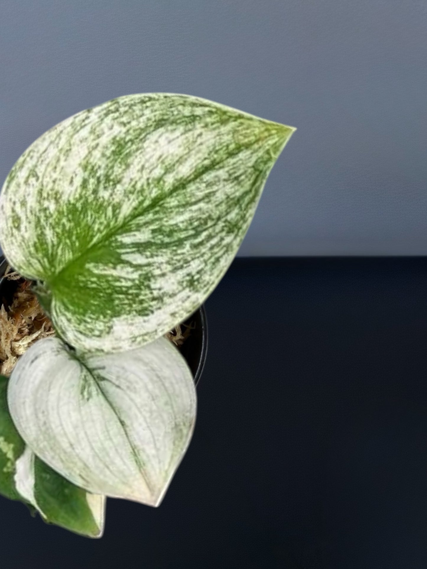 Scindapsus Moonlight Albo Variegated