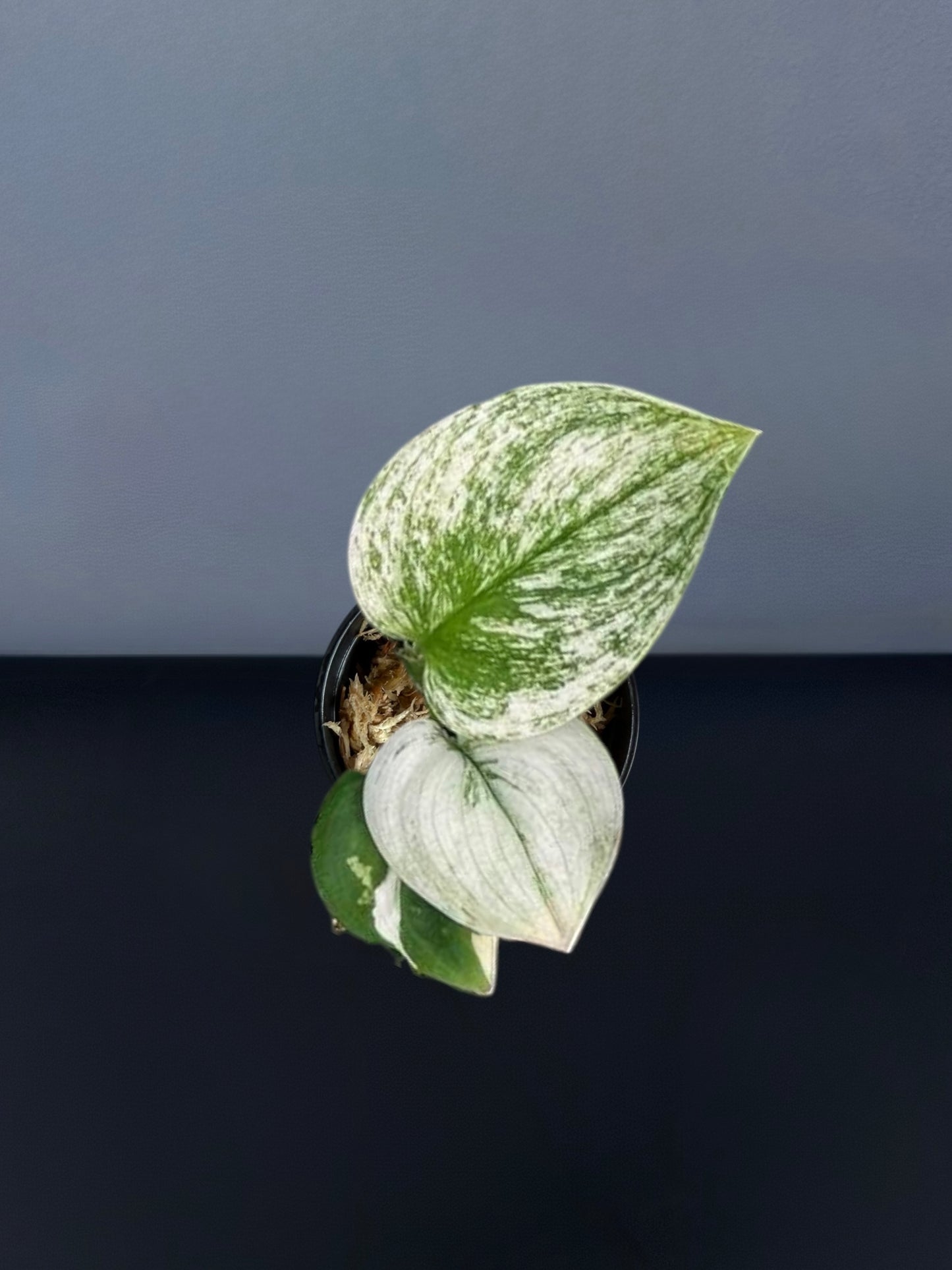 Scindapsus Moonlight Albo Variegated
