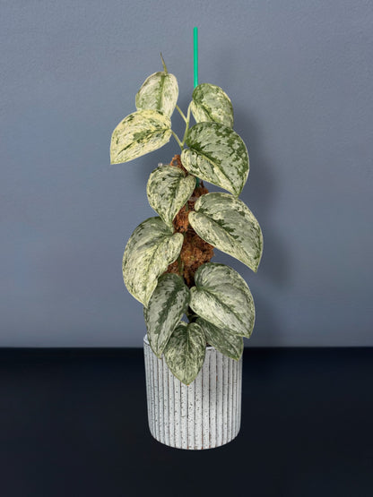 Scindapsus Peasun Variegated