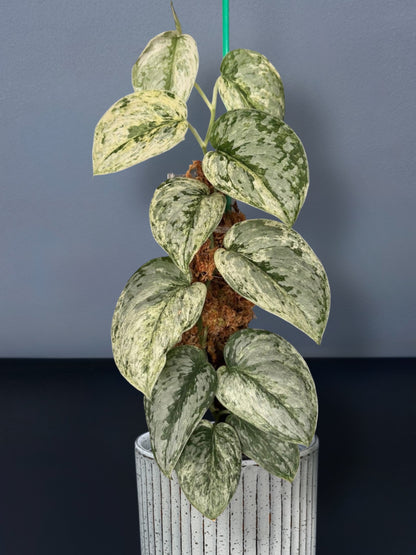 Scindapsus Peasun Variegated