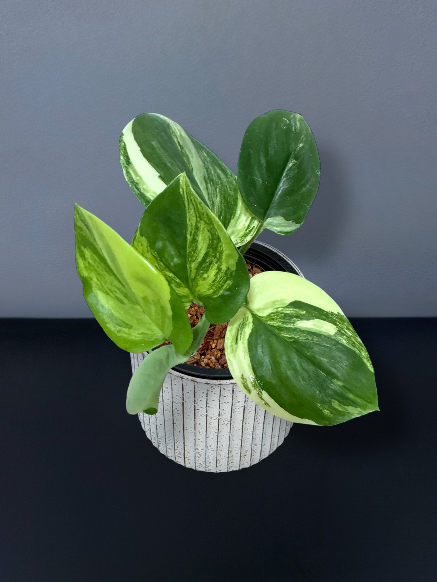 Scindapsus Rubicon Variegated