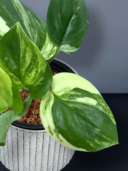 Scindapsus Rubicon Variegated