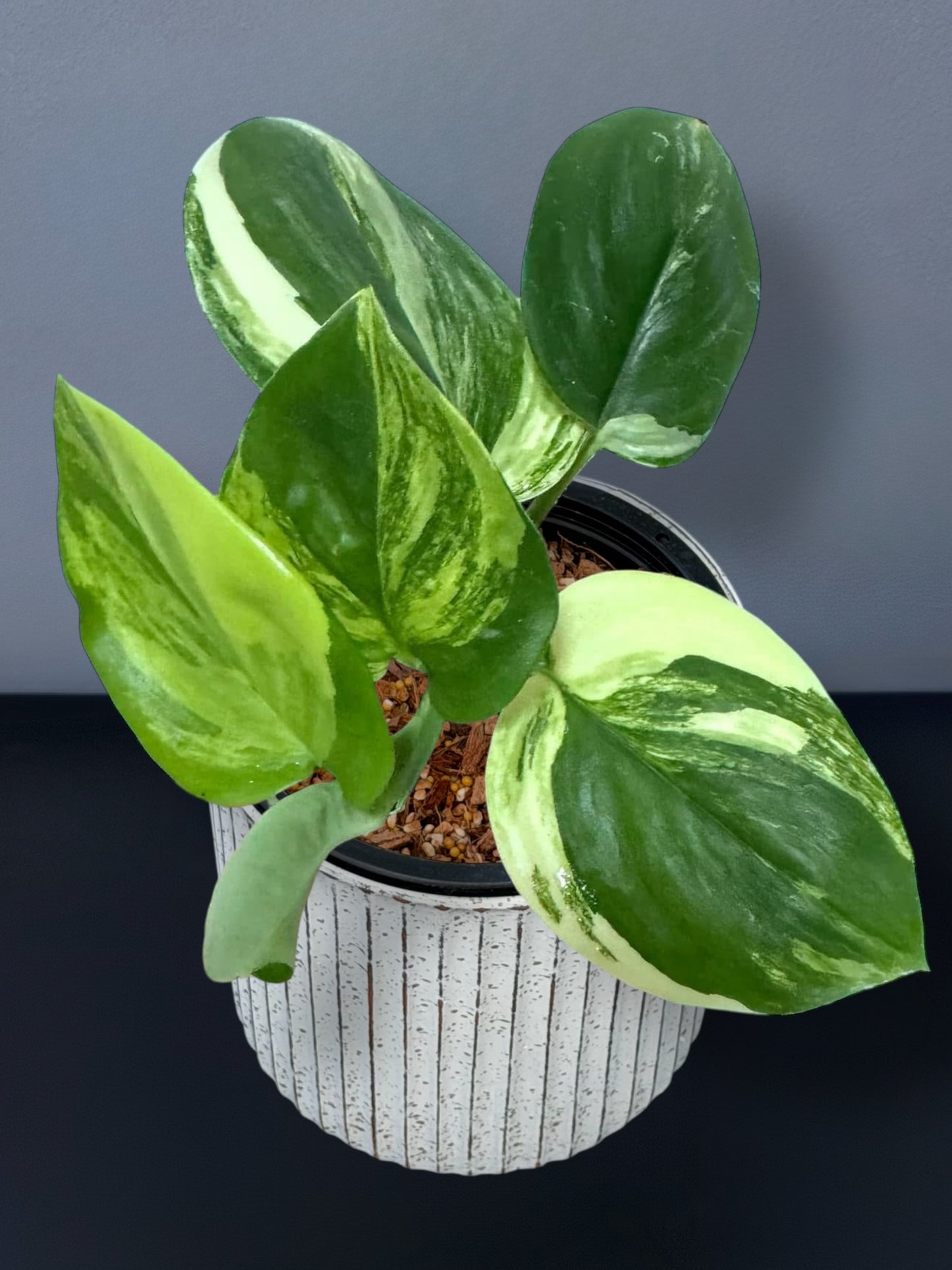 Scindapsus Rubicon Variegated