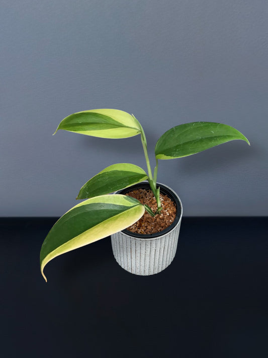 Scindapsus Silver Blue Aurea Variegated