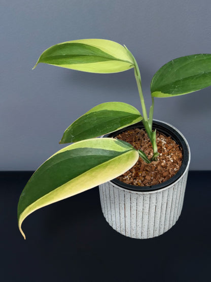 Scindapsus Silver Blue Aurea Variegated